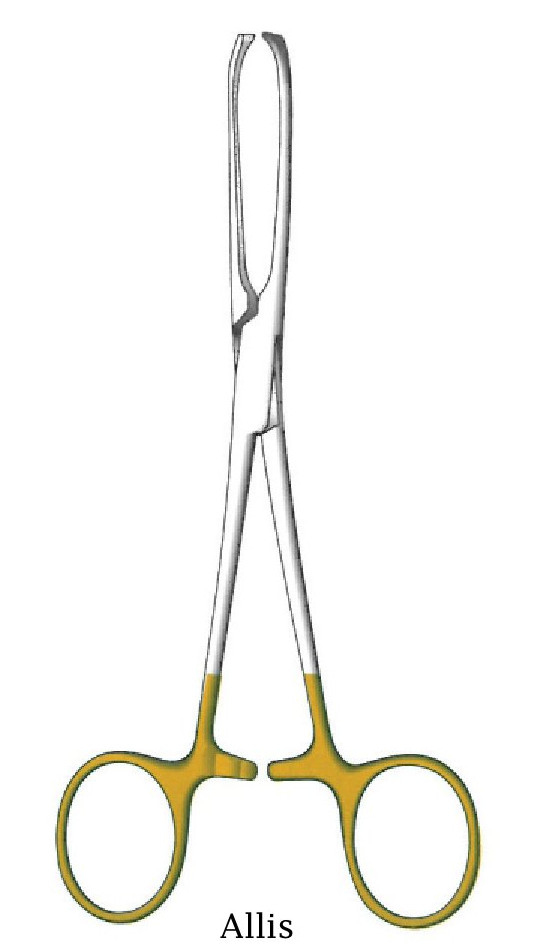 Allis tissue clamp - length = 25 cm / 10 "