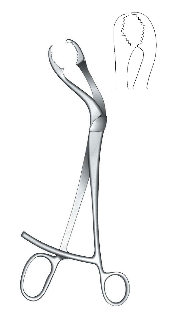 Succession clamp for verbrugge bone - length = 28 cm / 11 "